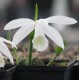 Pleione formosana alba