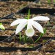 Pleione formosana alba