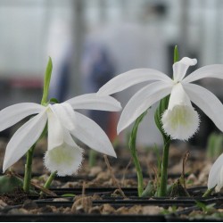 White Garden Orchid ❀ Pleione formosana alba ✿ (3-4 bulbs)