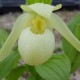 Cypripedium ‘Michael’ white 