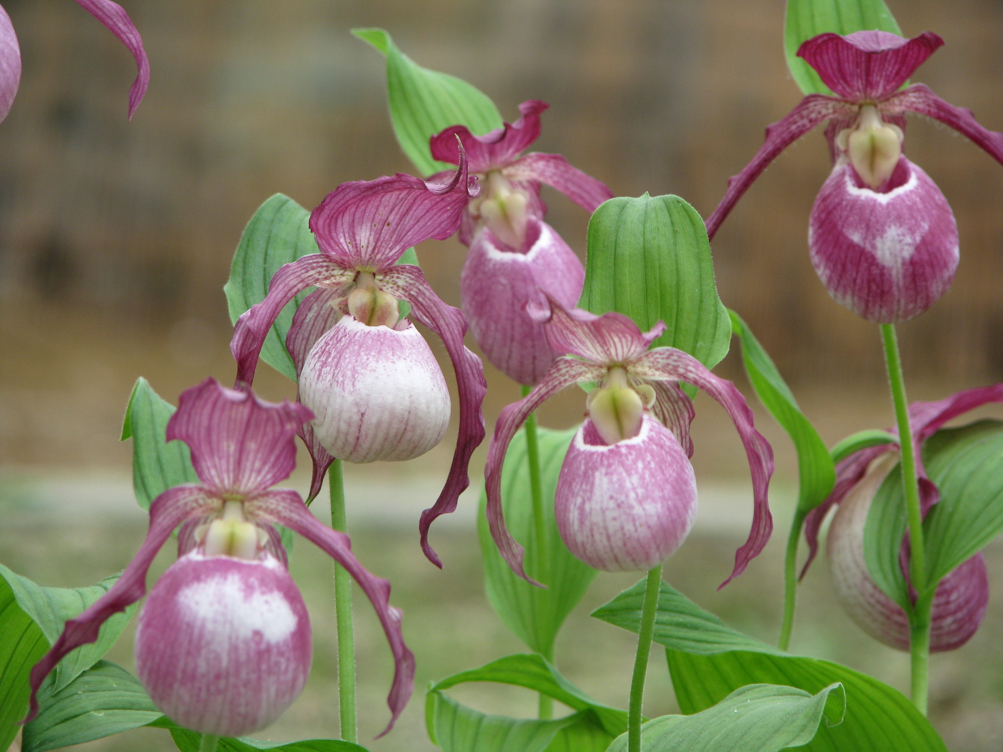 Orchidée : comment planter et entretenir le Sabot de Vénus ?