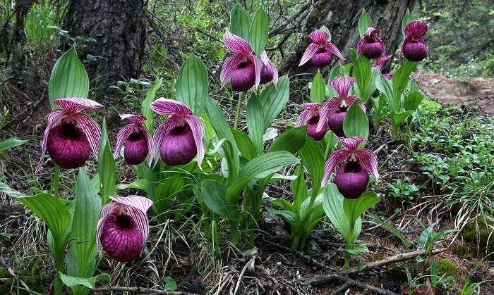 4 nouvelles orchidées de jardin Pleione