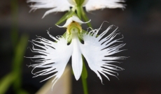 Phytesia erweitert sein Sortiment an Freiland Orchideenzwiebeln...
