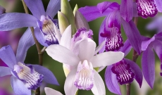 Découvrez notre pack multicolore de 4 orchidées Bletilla…