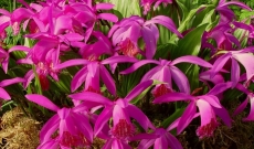 Parrainez vos amis et recevez des bons de réduction de 5€ valables sur les orchidées de jardin Phytesia !