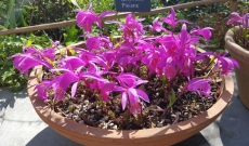 Puis-je cultiver mes orchidées de jardin en pots sur une terrasse ou un balcon ?