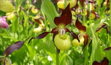 Cypripedium calceolus is the most famous and spectacular terrestrial orchid in E